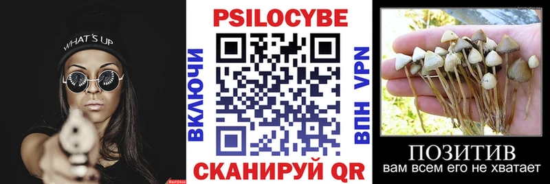 купить закладку  Отрадное  Псилоцибиновые грибы Cubensis 